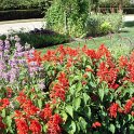 Salvia splendens 'Lighthouse' (2)